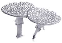 Fliegenpilze - Görres Theater Klasse